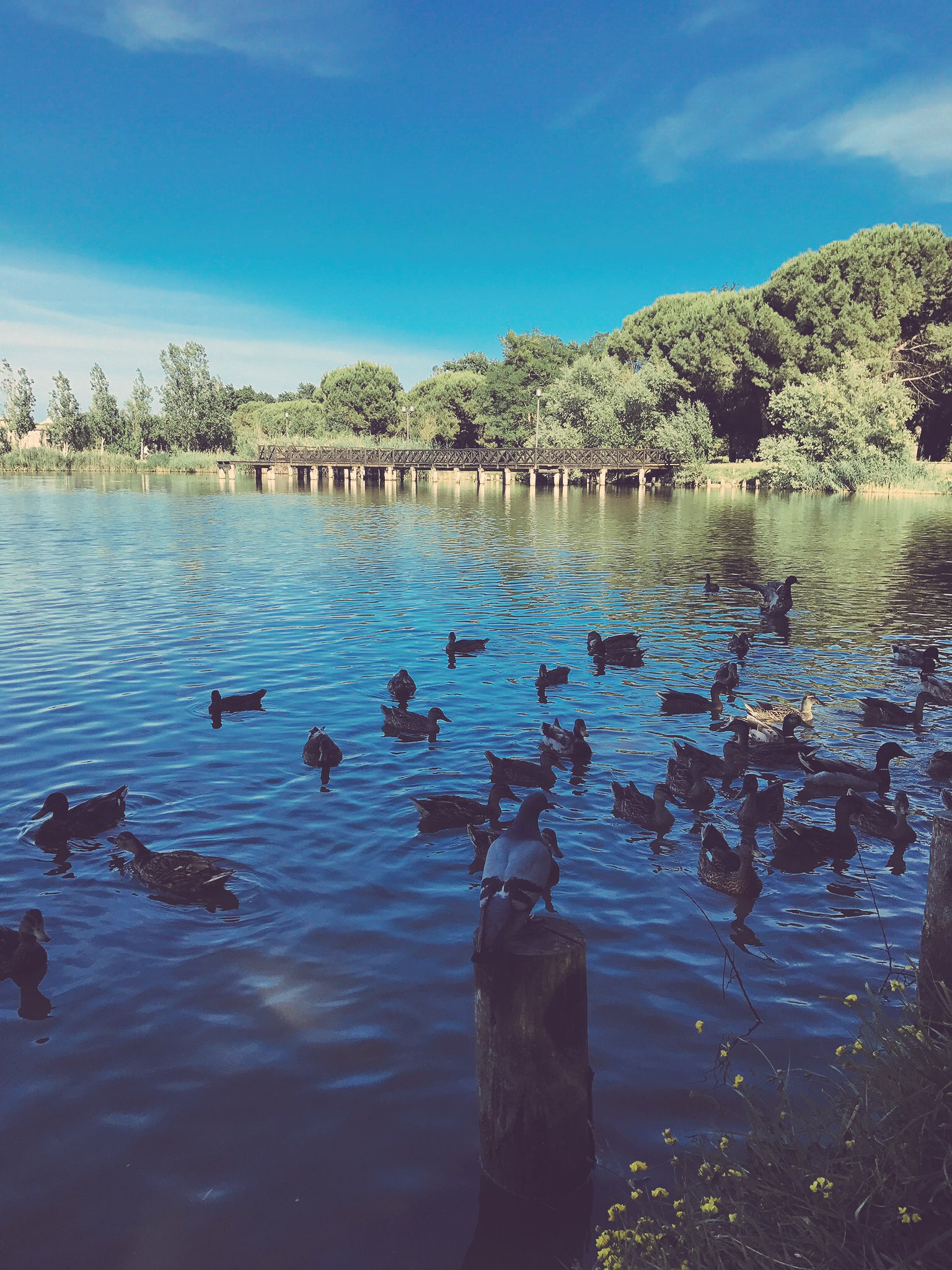  Parco del Gelso - Bellaria Igea Marina