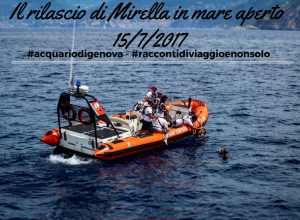 Il rilascio della tartaruga caretta Mirella a Portofino con Acquario di Genova