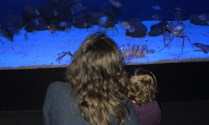 Visitare l’Acquario di Genova con i bambini