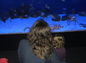 Visitare l’Acquario di Genova con i bambini