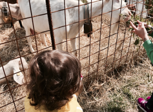 Giornata a Torriglia con bambini tra cavalli, animali e natura