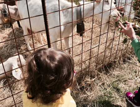 Giornata a Torriglia con bambini tra cavalli, animali e natura