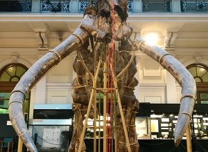 Giornata con bambini a Genova : il Museo di Storia Naturale Giacomo Doria