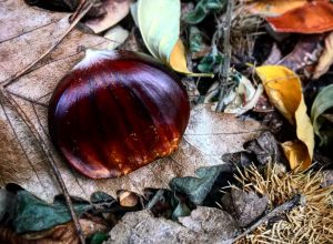 Andare per castagne a Genova e dintorni con bambini