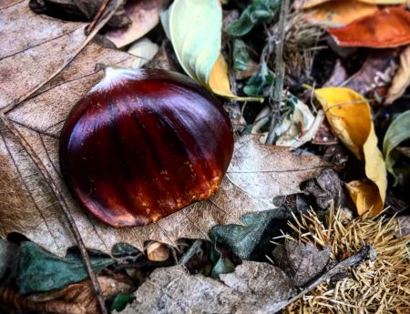 Andare per castagne a Genova e dintorni con bambini