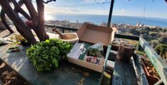 Pesto Kit : il regalo che profuma di Liguria